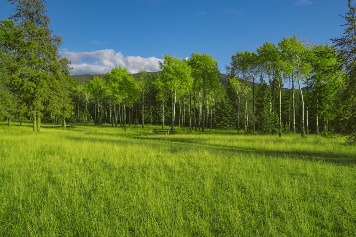 Bright, open green land with trees in the background
